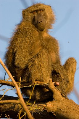 Olive Baboon   Samburu-01.jpg