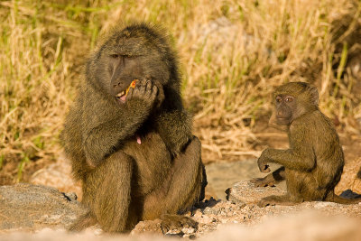 Olive Baboon   Samburu-02.jpg