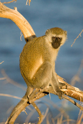 Vervet Monkey    Samburu-01.jpg