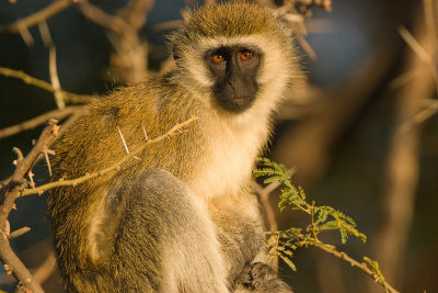 Vervet Monkey    Samburu-02.jpg