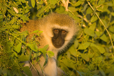 Vervet Monkey    Samburu-03.jpg