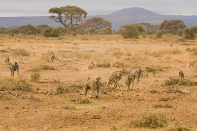 Yellow Baboon  Amboseli-01.jpg
