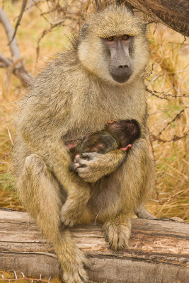 Yellow Baboon  Amboseli-02.jpg