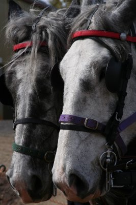 img_9622_r1.jpg