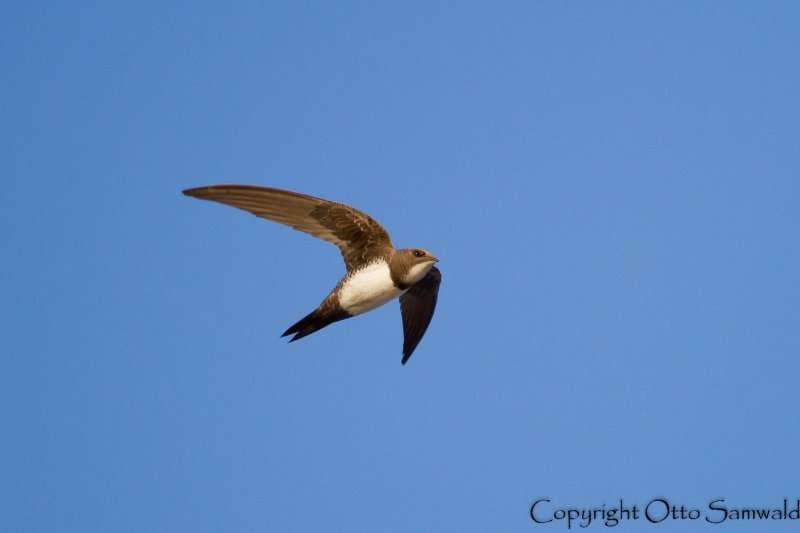 Alpine Swift - Apus melba