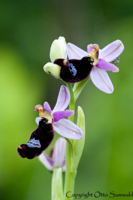 Bertolonis Bee Orchid - Ophrys bertolonii