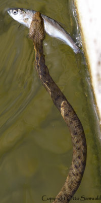 Dice Snake - Natrix tesselata