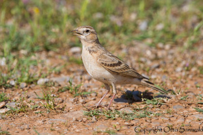 Short-toed Lark - Calandrella brachydactyla