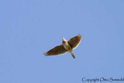 Calandra Lark - Melanocorypha calandra