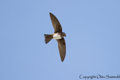 Alpine Swift - Apus melba