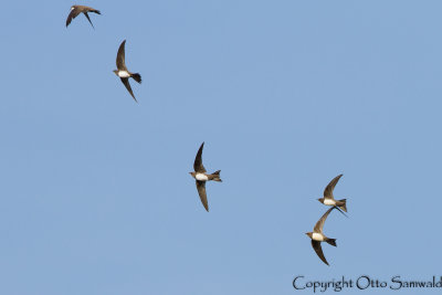 Alpine Swift - Apus melba