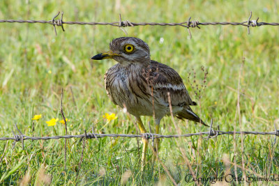 Stone Curlew - Burhinus oedicnemus