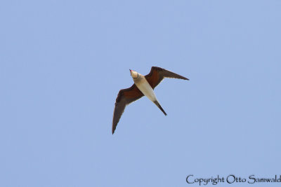 Collared Pratincole - Glareola pratincola