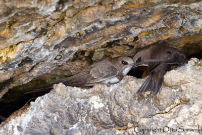 Alpine Swift - Apus melba
