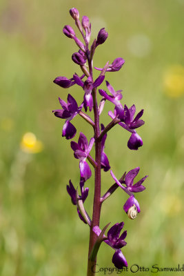 Lax-flowered Orchid - Orchis laxiflora
