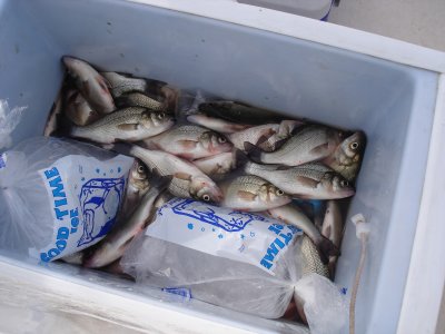 11/4/2006 - Roswell Charter - Box full of fall Perch - jigged up at the Bay Bridge