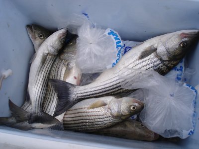 11/6/2006 - King Charter - Box of Stripers
