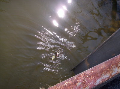 March  2007- Release on Pickeral