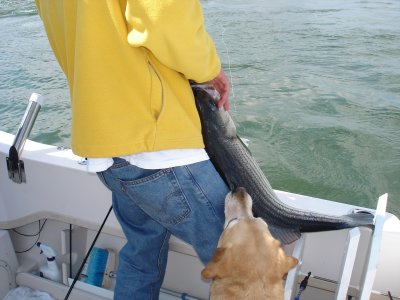 4/2/2007 - Catch & Release on Stripers  at the Rips - John hangs a 30