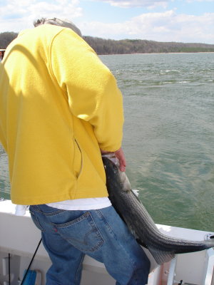 4/2/2007 - Catch & Release on Stripers  at the Rips - John hangs a 30