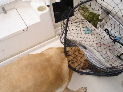 4/2/2007 - Catch & Release on Stripers  at the Rips - Jessie helps with a nice release