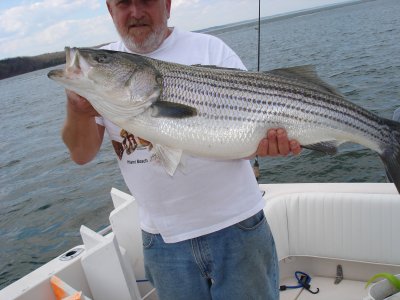 4/2/2007 - Catch & Release on Stripers  at the Rips - Capt Frank brings in last 36 Striper for the day!