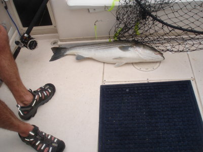 5/2/2007 - Ridenger Charter - Lindy with a nice release on a 36