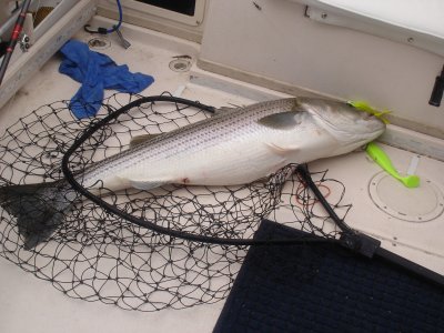 5/3/2007 Richards Charter -  Striper 45