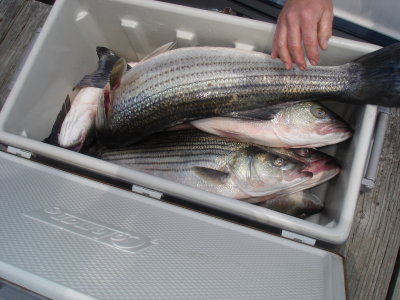 5/19/2007 - Shelley Charter - limited out with Stripers up to 33