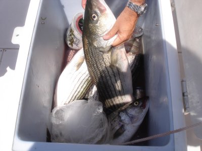 5/30/2007 - Kolodon Charter