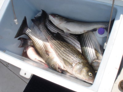6/7/2007 - Spriggs Charter - nice box of fish!