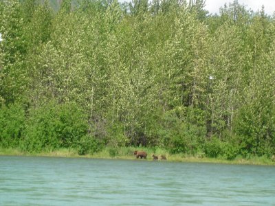 Bear & Cubs come to visit