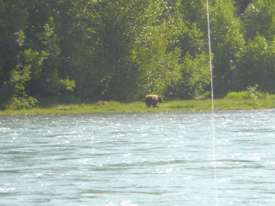 Big Bear on the trail of Moose Calf