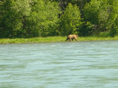 Big Bear on the trail of Moose Calf