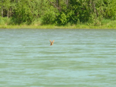 Moose Calf swims to safety