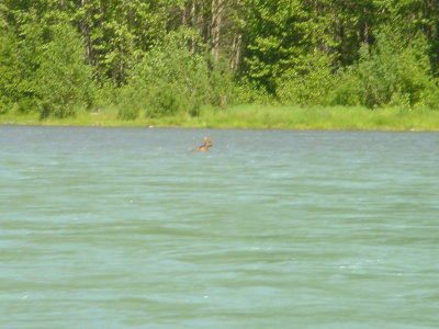Moose Calf swims to safety