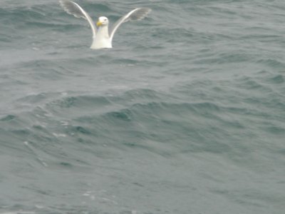Ninilchek Halibut Fishing Charter