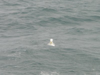 Ninilchek Halibut Fishing Charter