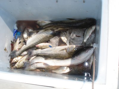 8/25/2007 - Wilon charter with nice box of mixed Rock and Perch