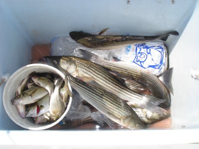 9/12/2007 - Johnson charter - box of mixed stripers and perch