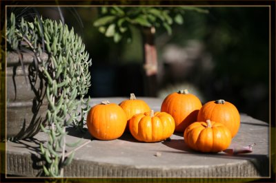 Baby Pumpkins