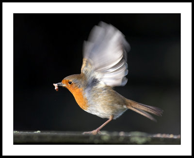 Robin with mealworm