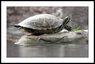 Turtle from water level