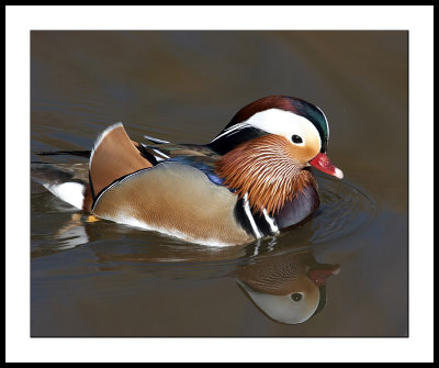 Mandarin duck & reflection