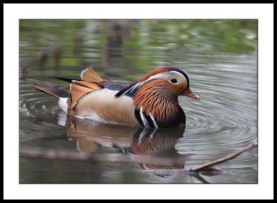 Mandarin Duck