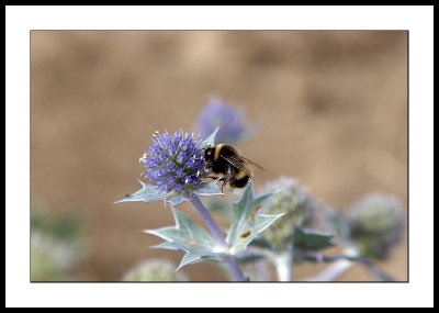 Bumble bee on sea holly