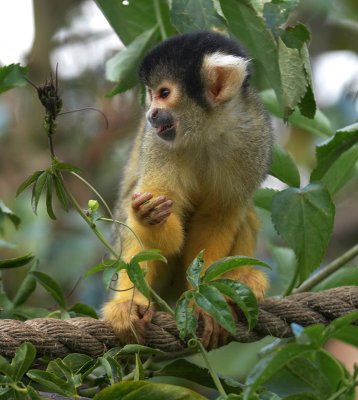 Squirrel monkey