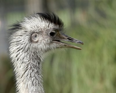 Ostrich