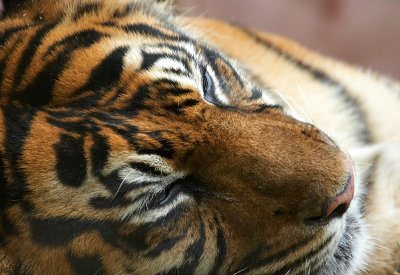 Tiger close up