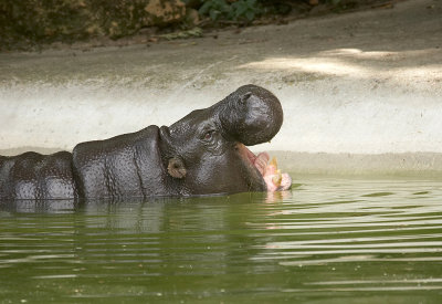 Pygmy hippopotamus